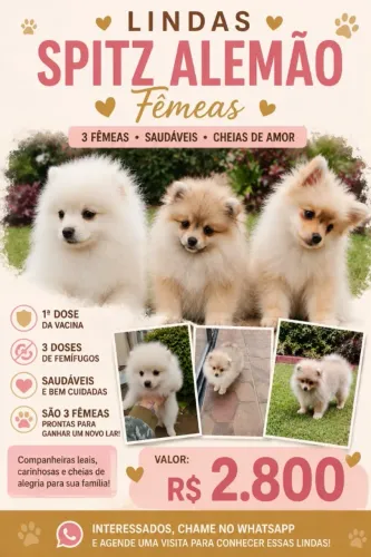 Spitz alemão 90 dias  3 fêmeas 