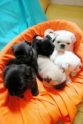 Pug Filhotinhos para famílias que buscam qualidade
