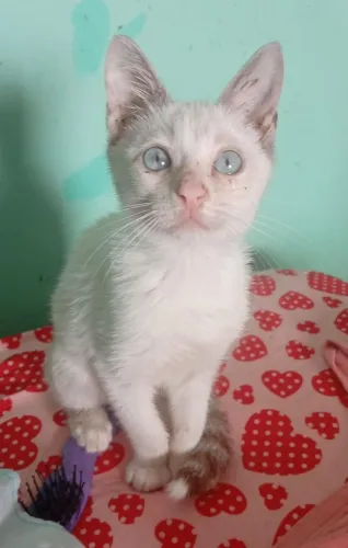 Doação Responsável Gatinhos 3 meses castração garantida