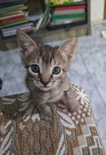 Gato para adoção