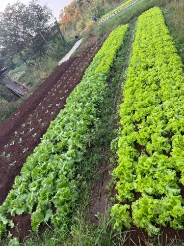 Horta alface cebolinha couve