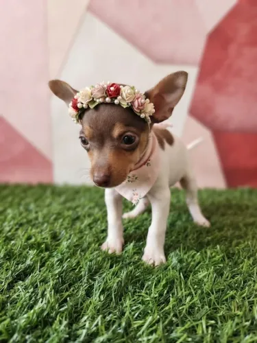 Pinscher Menino Fofo que Encanta