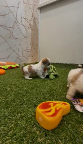 Shih Tzu Macho 10x R$140