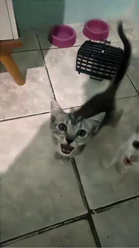 Doação de gatos