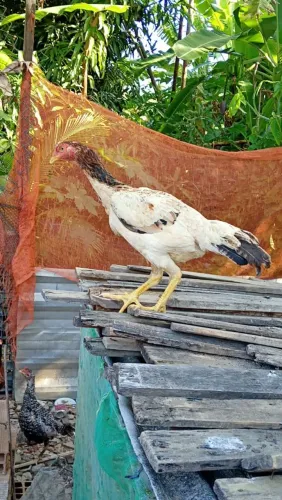 Galos e galinhas 
