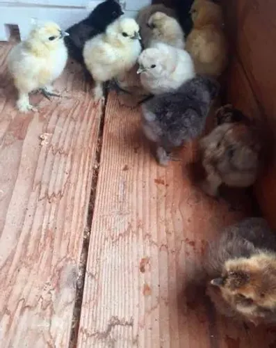 Pintinhos de sedosa do Japão 