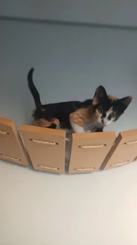 Mei (Linda)  uma linda bebê felina com castração garantida 