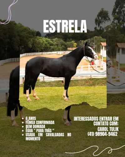 Égua Crioula com doc