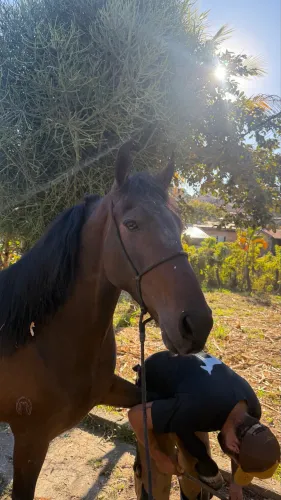 Cavalo 