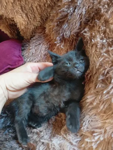 Gato pra doação preto