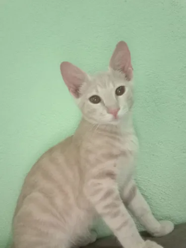 Doando gato macho filhote
