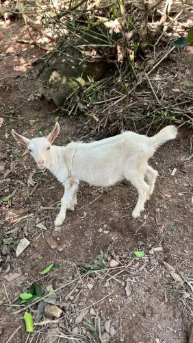 Cabrito Macho