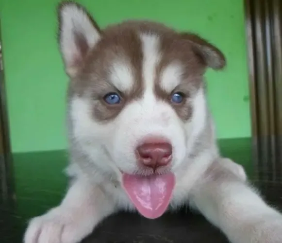 Husky siberiano filhotes muito bonitos