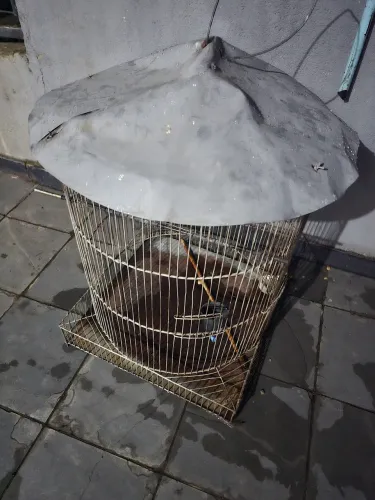 Gaiola grande para calopsita criadouro