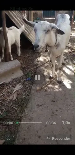 Vendo cabra leiteira  de raca