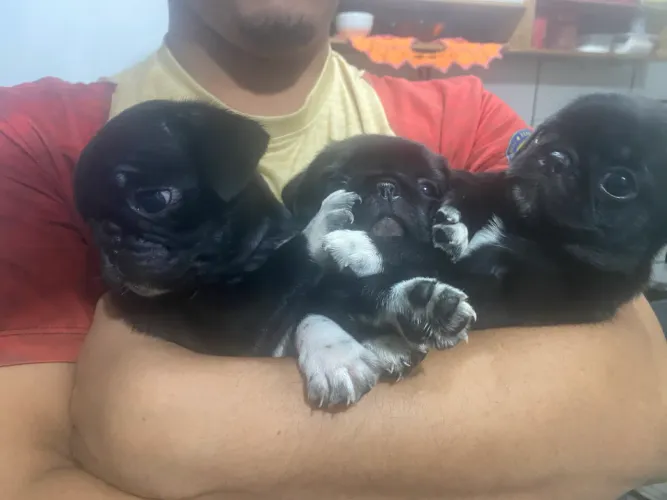 PUG LINDOS