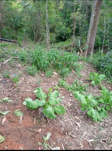 Terreno no interior de cajati