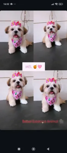 Lacinhos pet , acessórios para banho e tosa