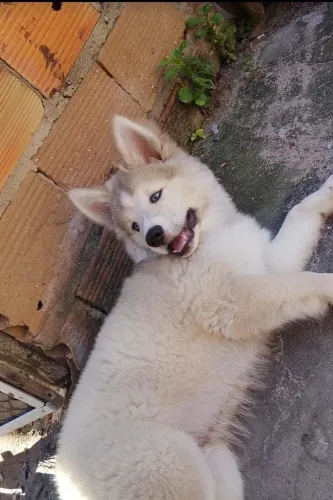 FILHOTE DE HUSKY SIBERIANO MACHO DISPONÍVEL PARA VENDA