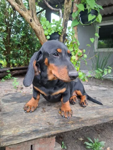Filhotes de Dachshund miniatura