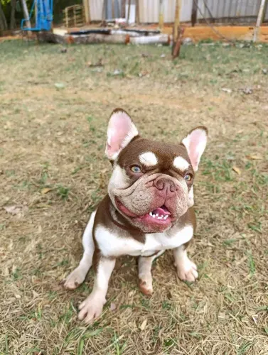 Vendo Bulldog francês exótica - ÚNICA NO BRASIL 