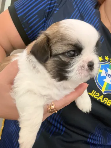 Shitzu Europeu linhagem Portuguesa 