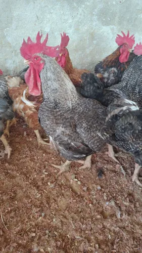 Galo carijó e caipira 