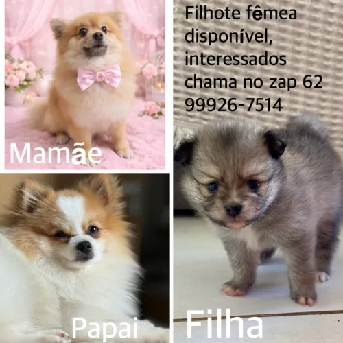 Fêmea Spitz Alemão