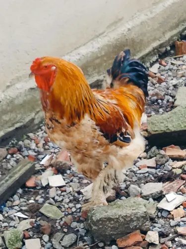 Galo Brahma