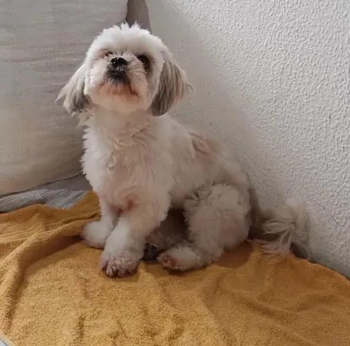 Cachorra Shih Tzu venda