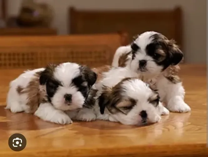 Lhasa Apso Filhotes Muito Diferenciados.