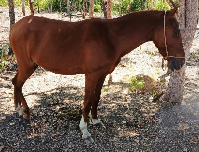 VENDE POLTRO E POLTRA UM ANO E 8 MESES , MEIO SANGUE QUARTO DE MILHA 