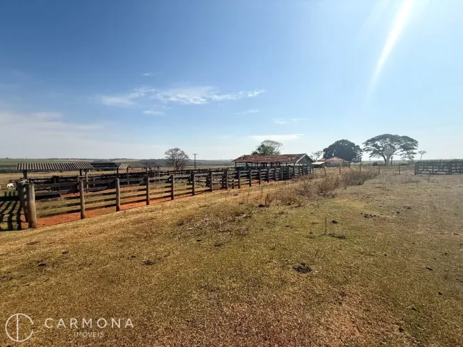 Fazenda de Dupla aptidão a venda em Flora Rica/SP