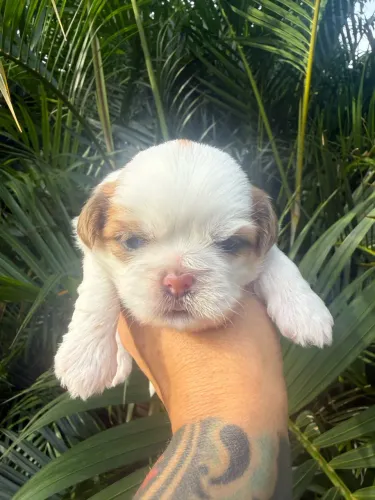 Shihtzu macho