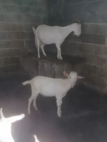 Cabras saanem a venda 