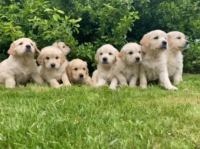 Cachorro filhote golden retriever super dócil de linhagem selecionada