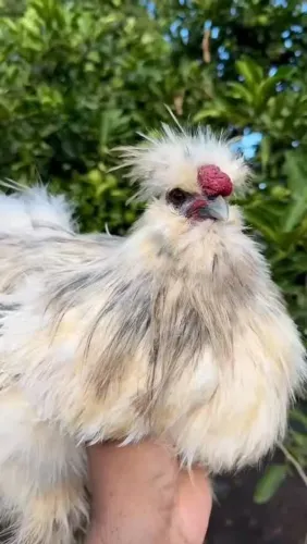 Galinha Polonesa