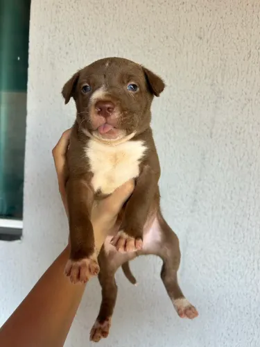 Filhote de Pitbull Handsome
