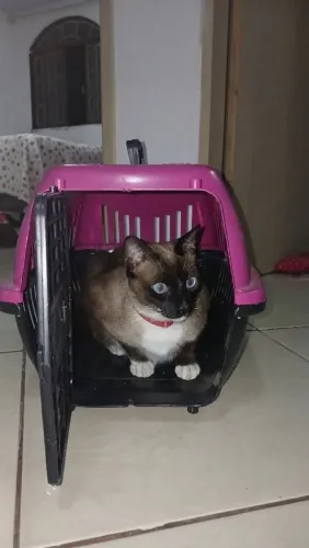Caixa de transporte gato/cachorro