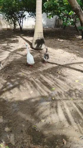 Casal de gansos sinaleiros