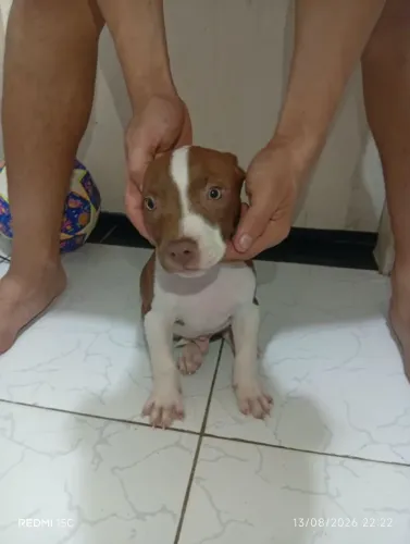 Filhotes de Pitbull