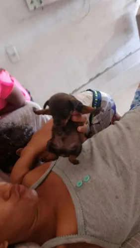 Pinscher