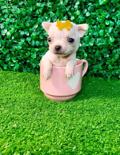 Chihuahua Fêmea Pêlo Curto!! Uma Fêmea Micro