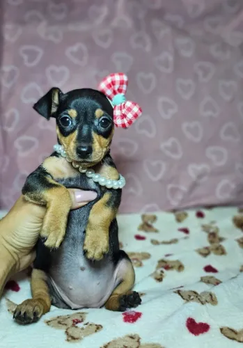 Filhote de cachorro Pinscher/ Pincher brincalhão e super dócil