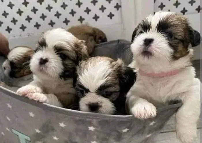 Shihtzu Miniaturas Surpreendentes.
