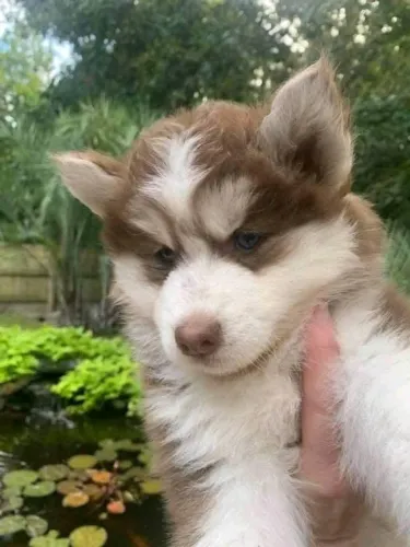 Filhotes de Husky Siberiano | Um novo parceiro para acompanhar seus passeios!