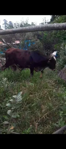 Garrote Girolando 