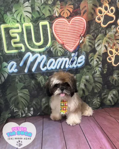Cachorro shih Tzu 