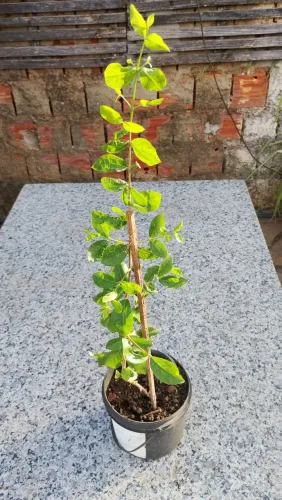Muda de acerola