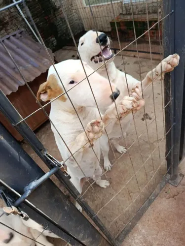 Filhote de Bullterrier